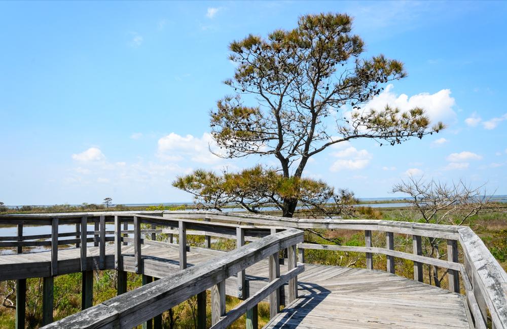 Explore via raised boardwalks on a romantic stroll