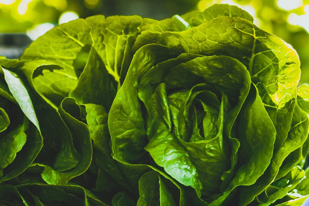 Shop Fresh and Local at the Downtown Novato Farmer’s Market