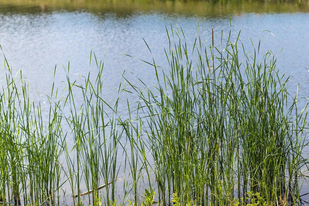 Picnic and Paddle at Stafford Lake Park