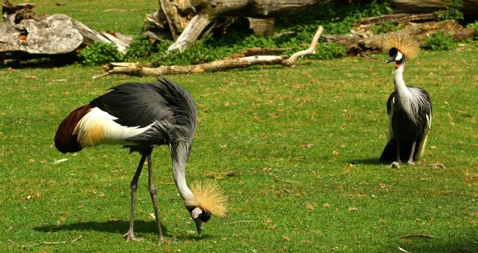 Audubon Zoo