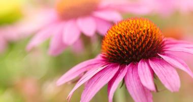 Awbury Arboretum