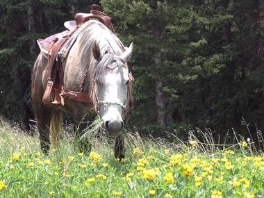 Trail Rides