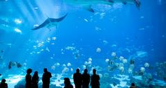 15 Best Aquariums in the World