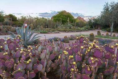 Outdoor Wedding Venues in Arizona: Desert Botanical Garden