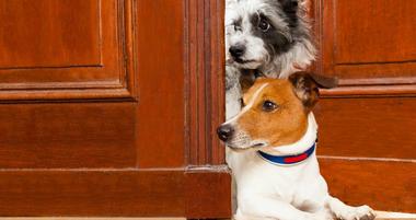 25 Best Dog-Friendly Hotels in the USA
