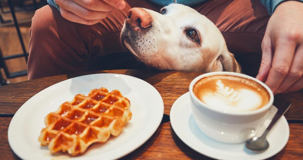 25 Best Dog Friendly Restaurants