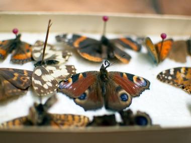 The Peabody Museum of Natural History