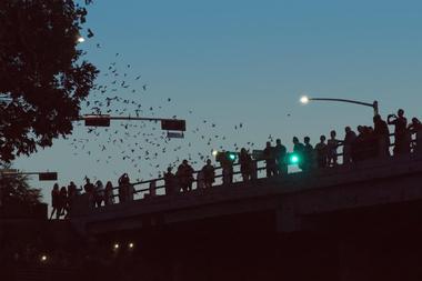 Waugh Bridge Bat Colony, Houston