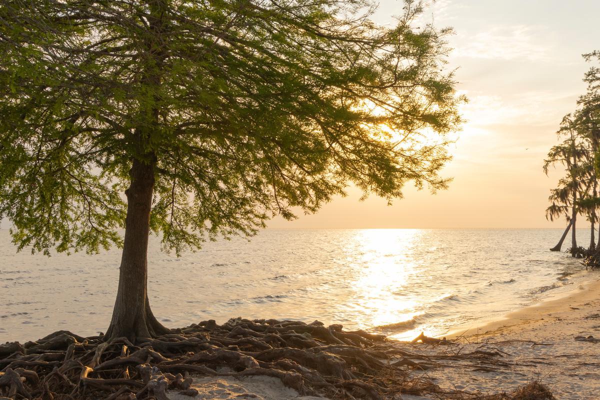 Tree sunlit at sunset