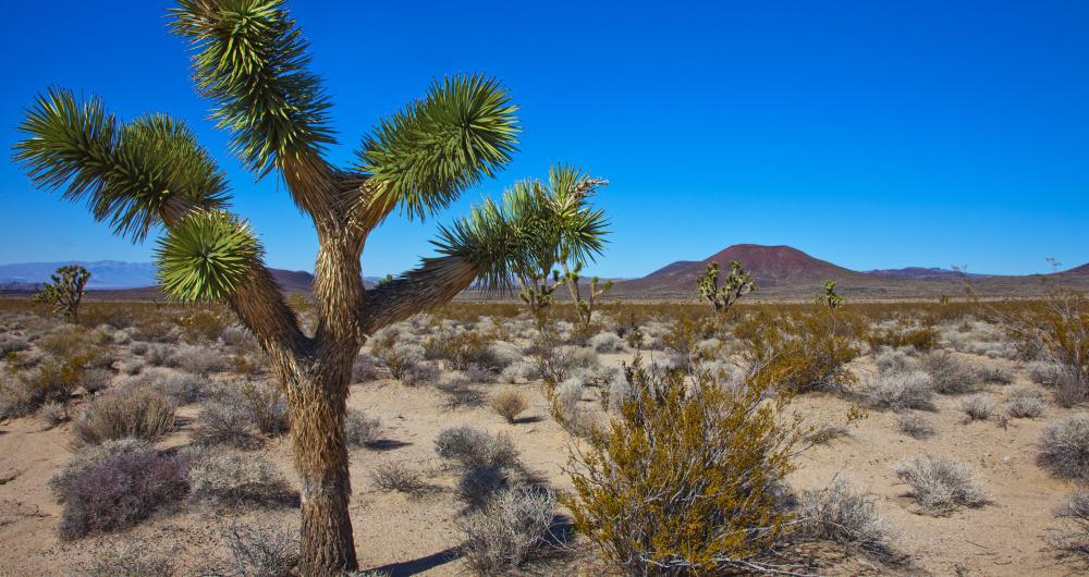 3 Best National Parks near Los Angeles