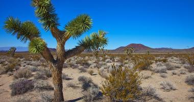 3 Best National Parks near Los Angeles