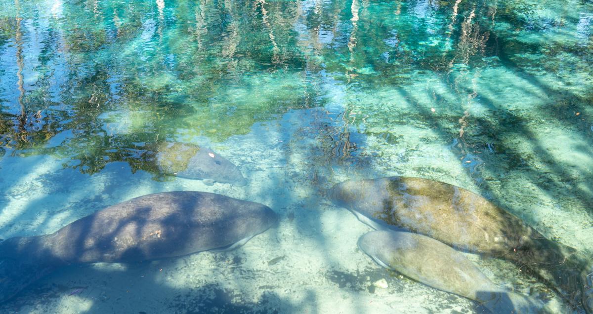 Manatees in Florida