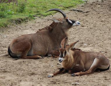 Nyika National Park