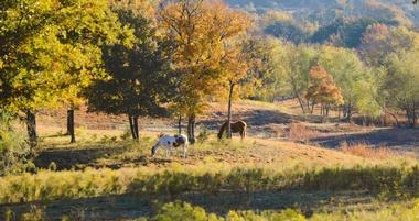 24 Best Texas Dude Ranches