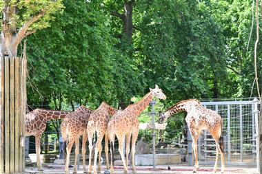 Antwerp Zoo
