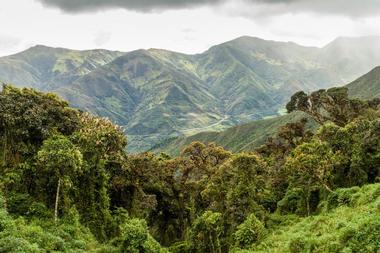 Podocarpus National Park