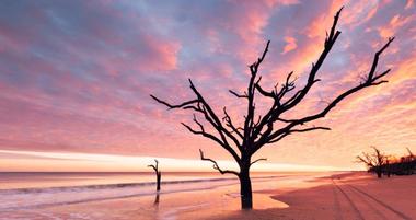 Things to Do on Edisto Island, SC: Beaches, Wildlife, and More