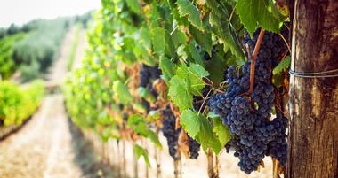 20 Things to Do in Fallbrook, CA