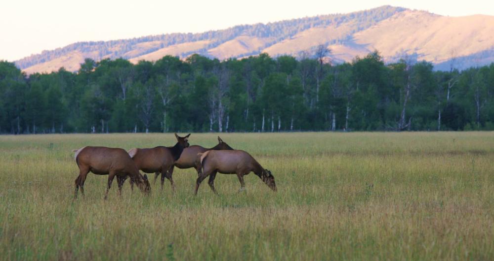 5 Best Things to Do in Fort Peck, MT