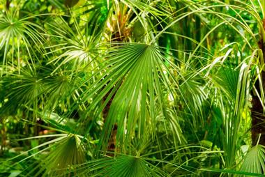 Palm Tree Gardens Botanical Garden