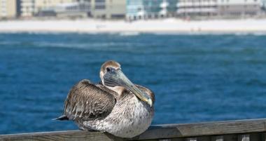 Things to Do in Gulf Shores, Alabama
