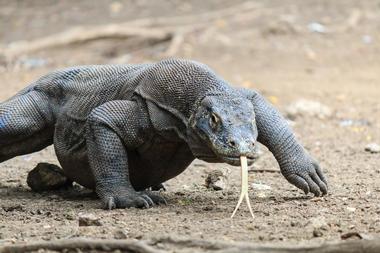 Komodo National Park