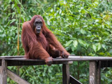Tanjung Puting National Park