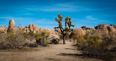 12 Things to do in Joshua Tree, CA