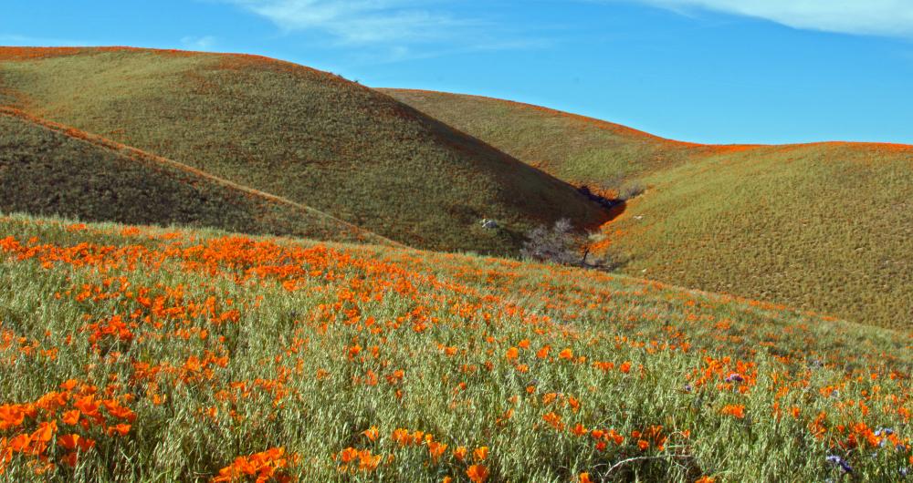 15 Best Things to Do in Lancaster, CA