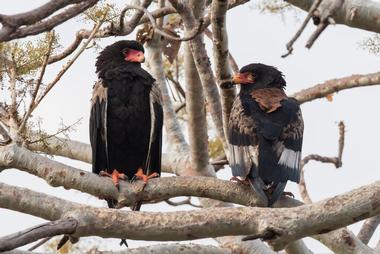 Majete Wildlife Reserve