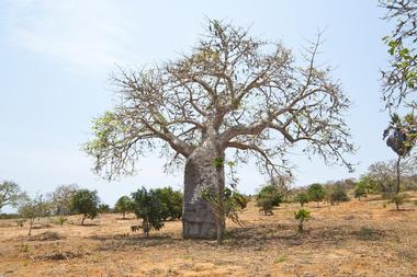 The Leper Tree