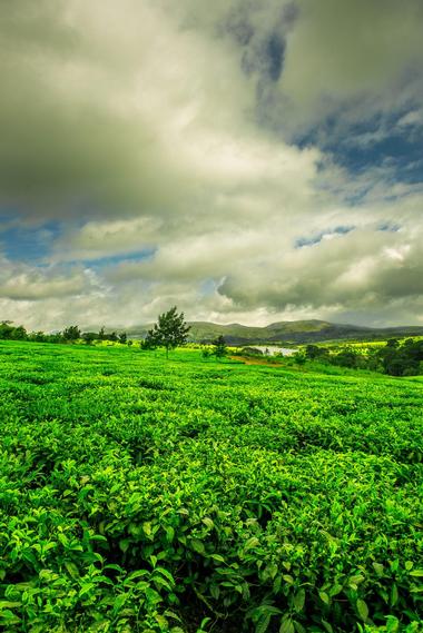 Thyolo Tea Estates