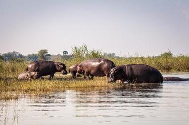 Vwaza Marsh Wildlife Reserve