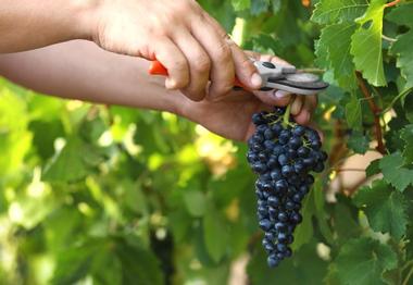 Bouza Bodega Boutique Winery