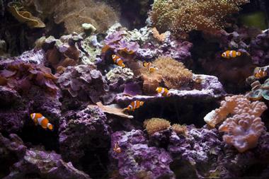 The Aquarium de Paris