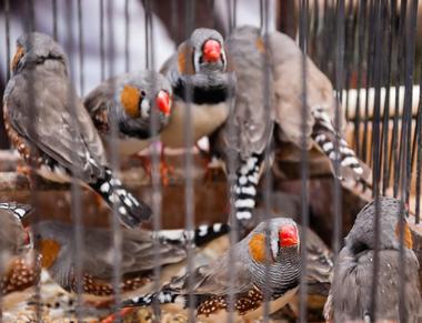 Marche aux Oiseaux (The Bird Market)