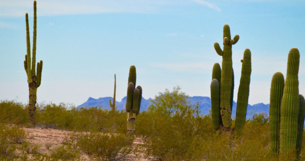 9 Best Things to Do in Queen Creek, Arizona