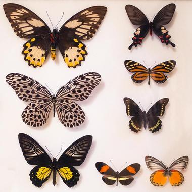 Nabokov's Butterflies
