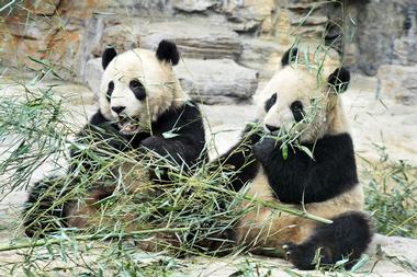 Shanghai Zoo
