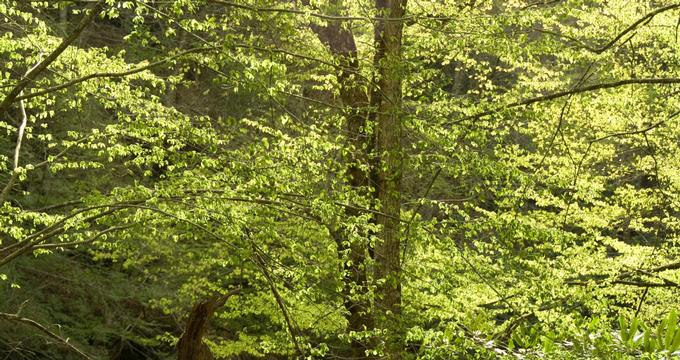 5 Best Things to Do in Smyrna, TN