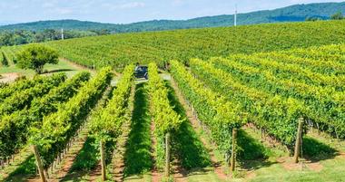 Virginia Wineries