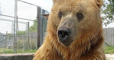 Big Cat Habitat and Gulf Coast Sanctuary