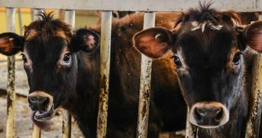 Billings Farm & Museum