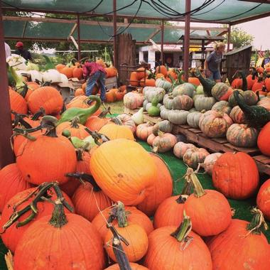 Mainstay Farm | What to See in Cleburne, Texas