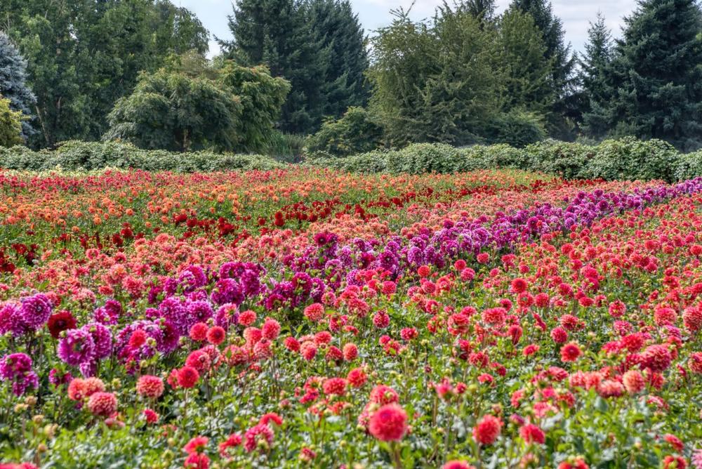 Stroll through colorful dahlia fields during blooming season (August–September).