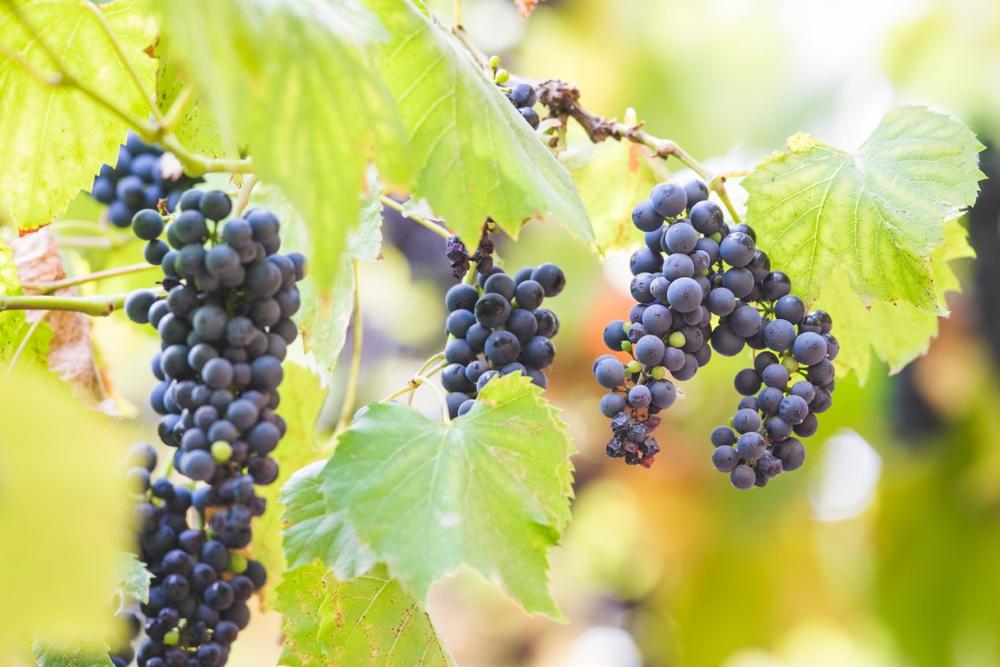 https://stock.adobe.com/ph/images/autumn-background-with-red-grapes-in-a-vineyard/289629739