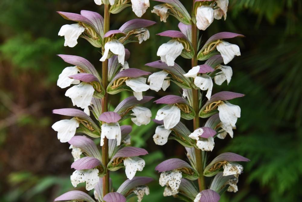 https://stock.adobe.com/ph/images/acanthus-mollis-is-a-summer-flower-that-has-large-leaves-and-a-majestic-flower-ear-with-a-strong-presence/275734353