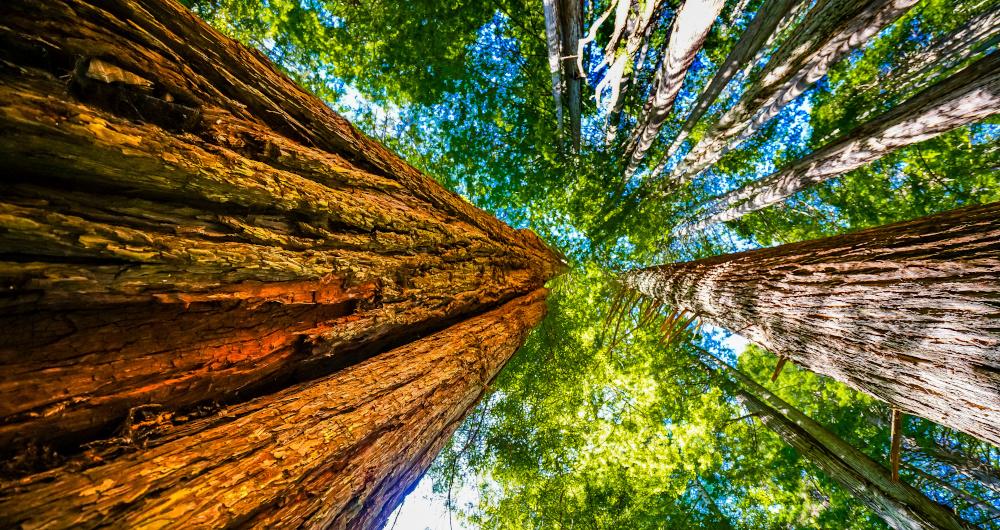 California Redwood Forests