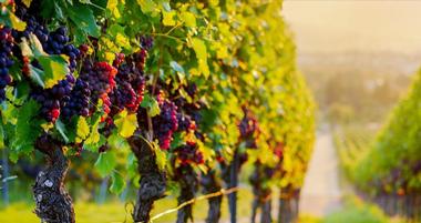 Carneros, Napa Wineries