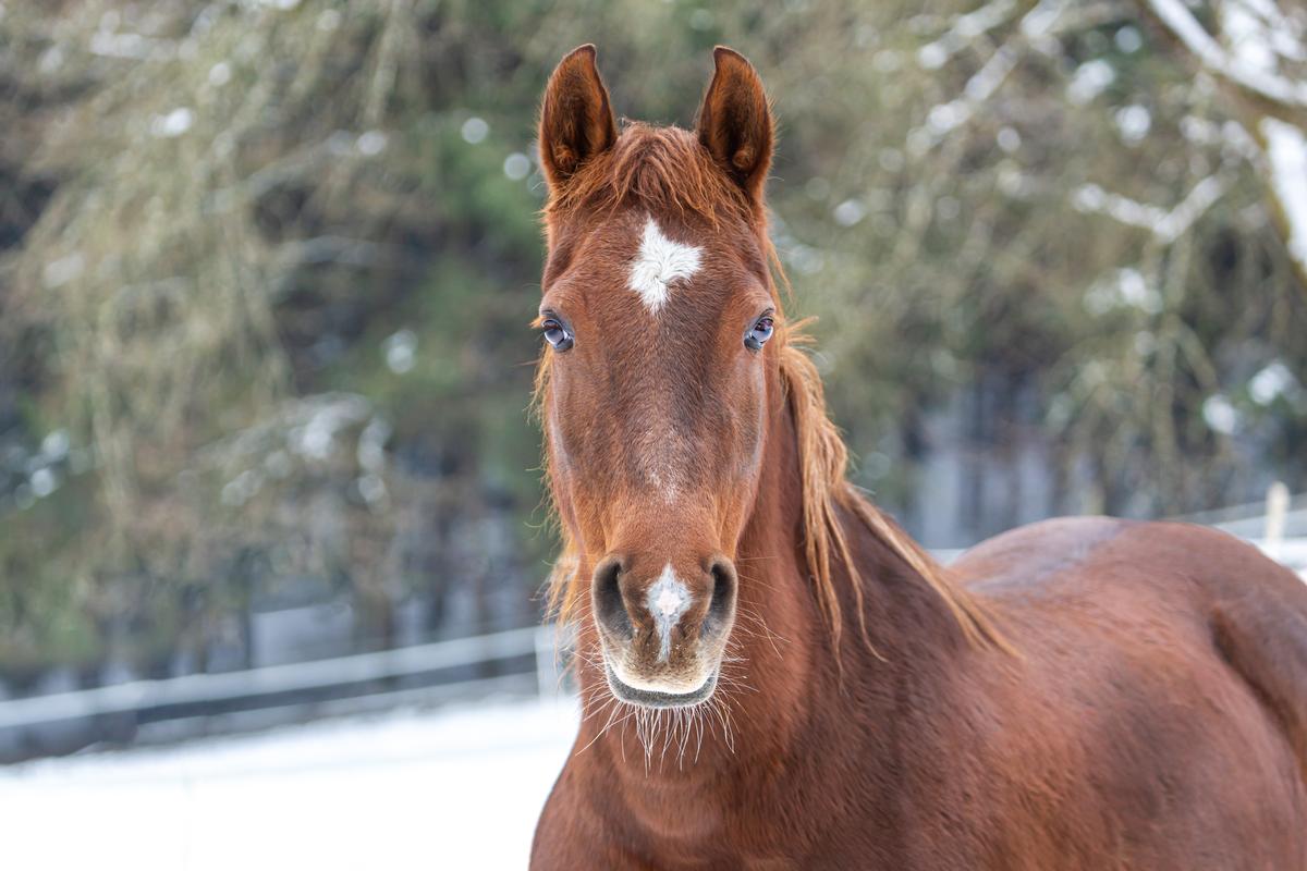 Catskill Animal Sanctuary